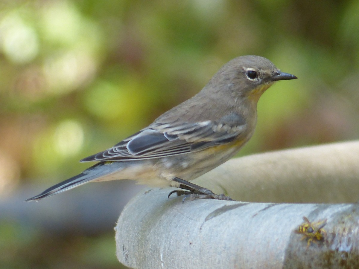 Yellow-rumped Warbler - ML640372890