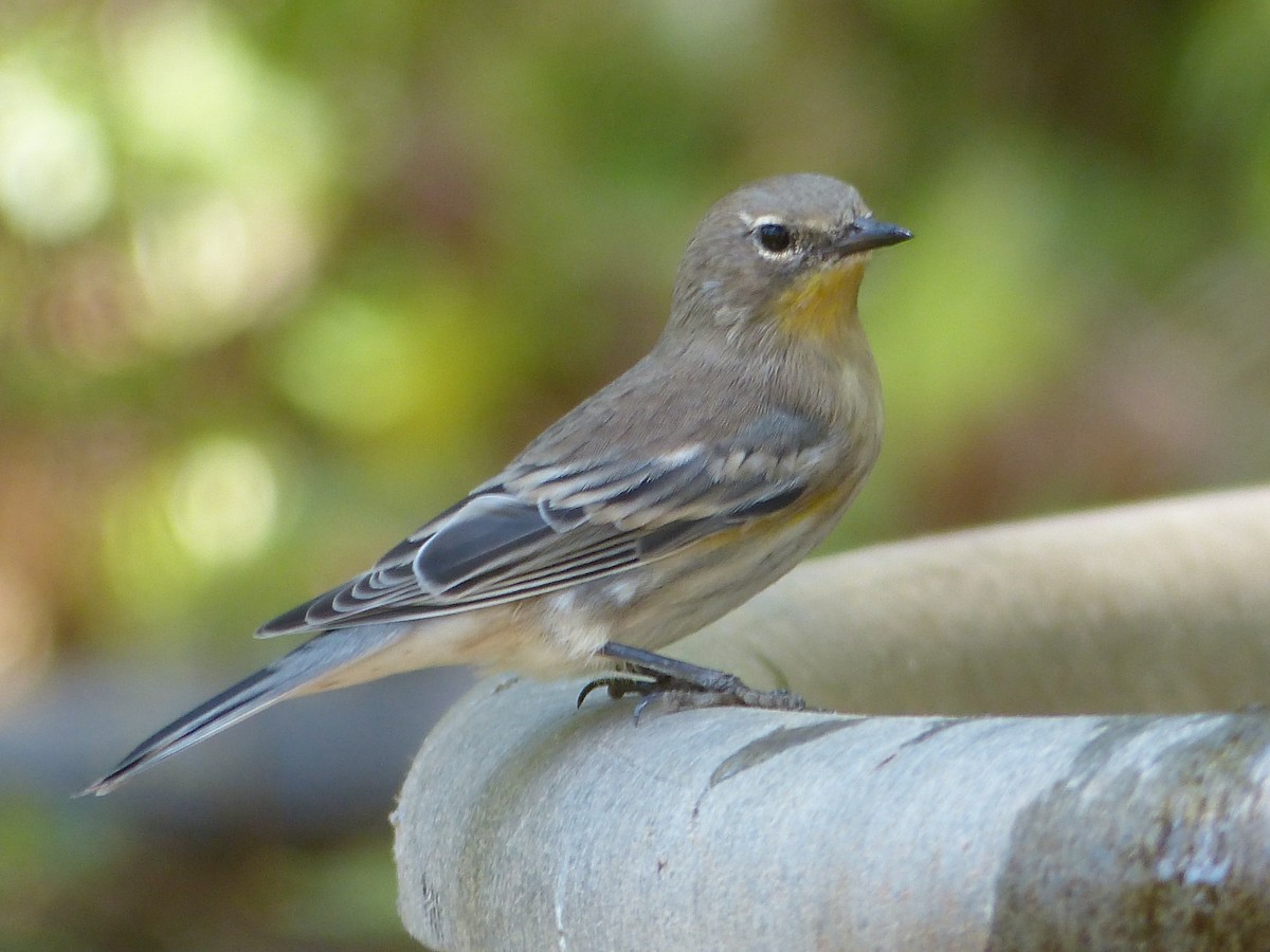 Yellow-rumped Warbler - ML640372895