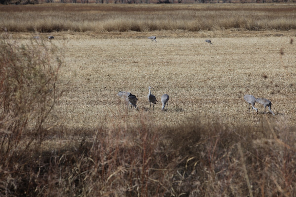 Sandhill Crane - ML640372954