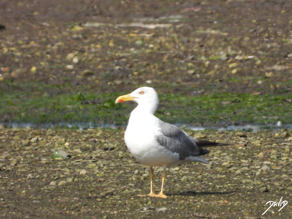 Yellow-legged Gull - ML640372960