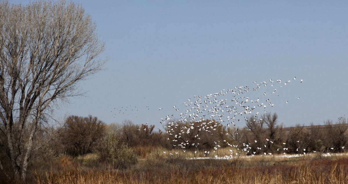 Snow/Ross's Goose - ML640373030