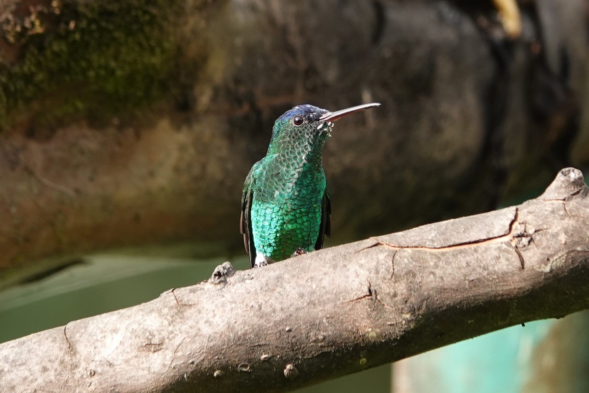 Indigo-capped Hummingbird - ML640373057