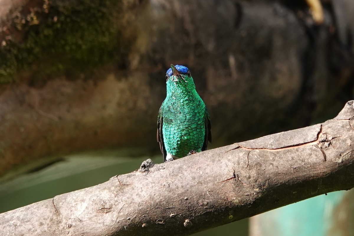Indigo-capped Hummingbird - ML640373058
