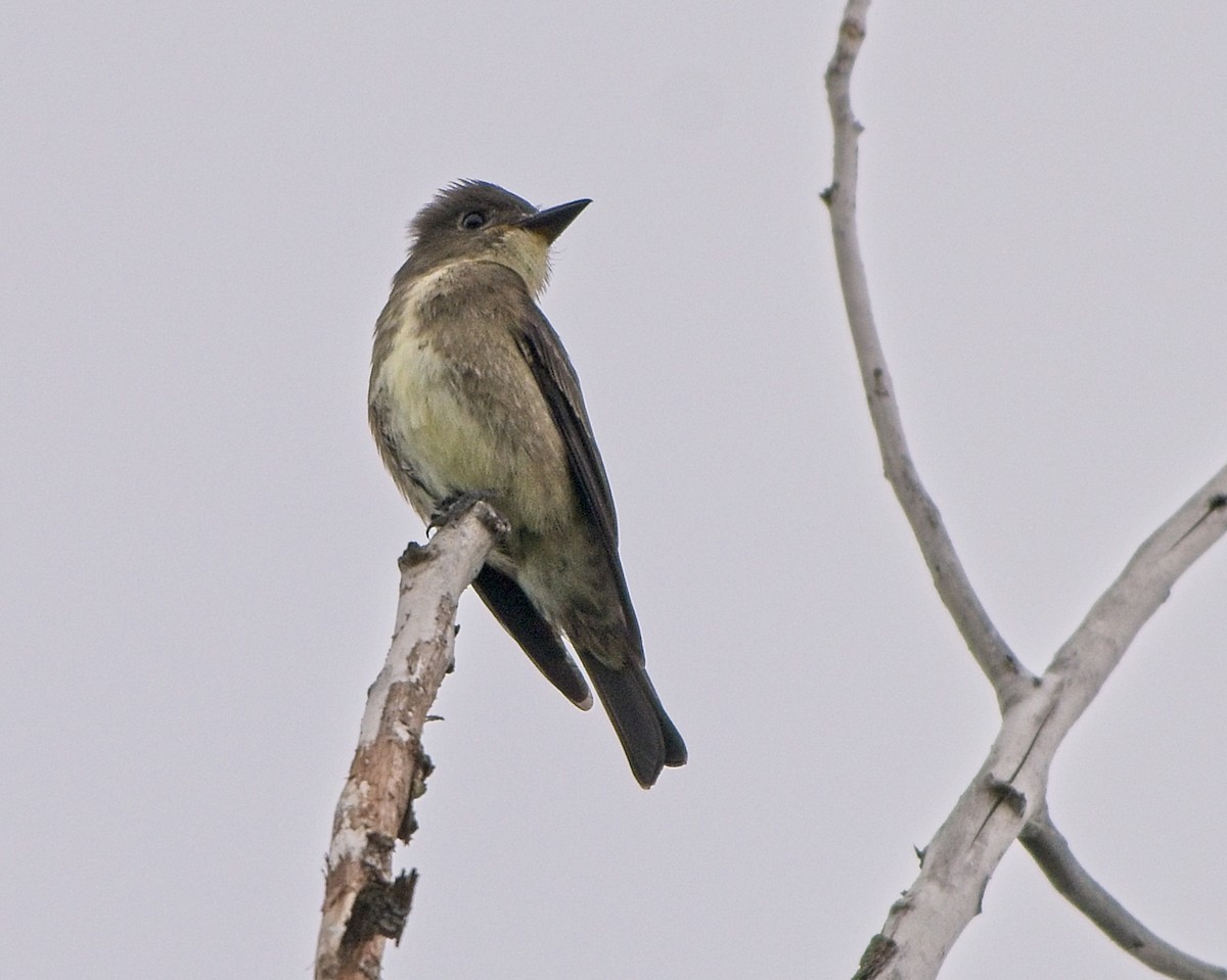 Olive-sided Flycatcher - ML640373107