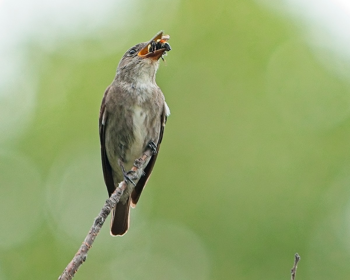 Olive-sided Flycatcher - ML640373108