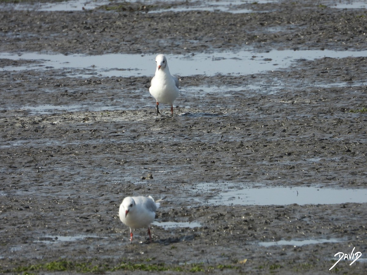 Black-headed Gull - ML640373117