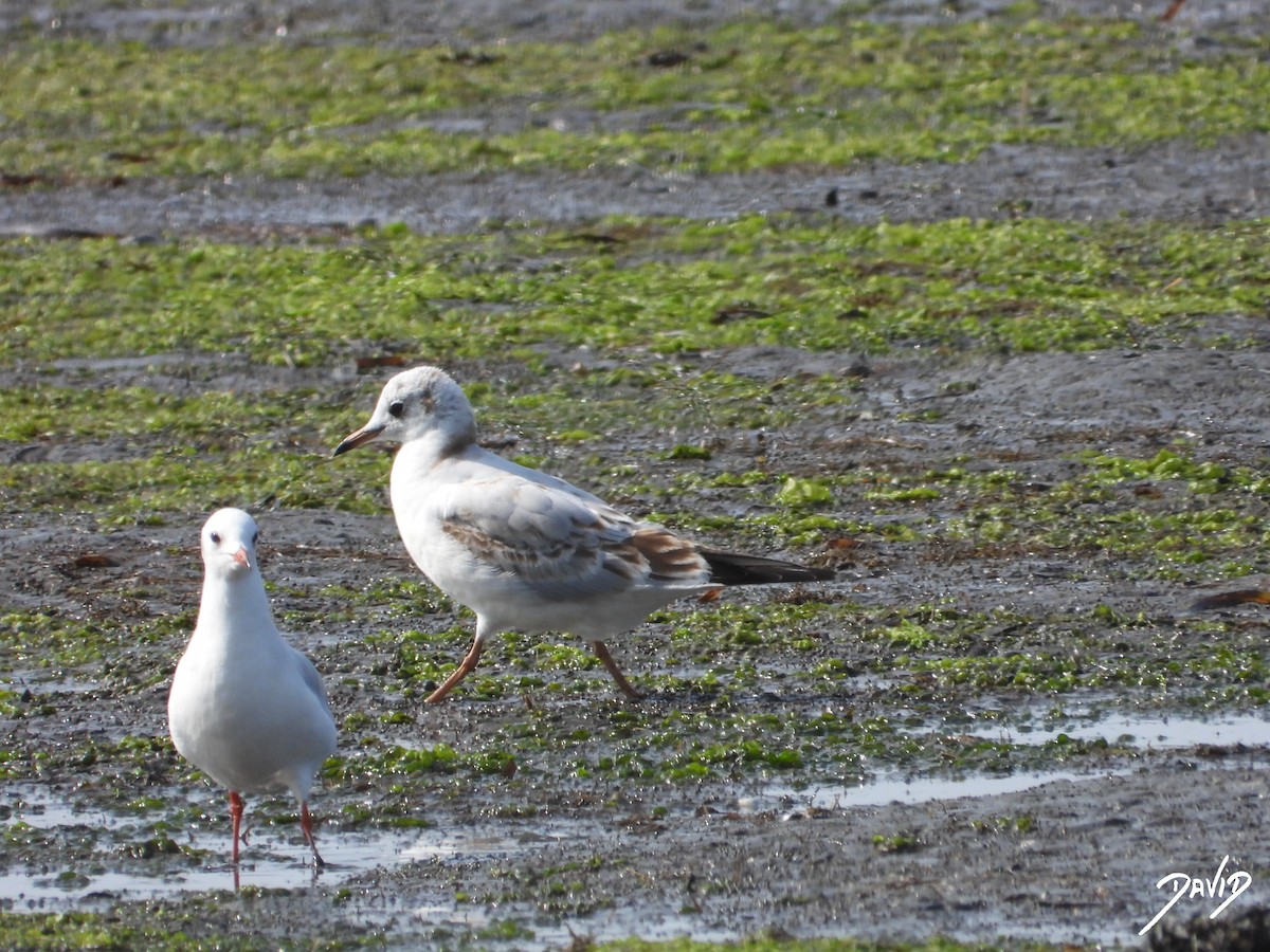 Black-headed Gull - ML640373118