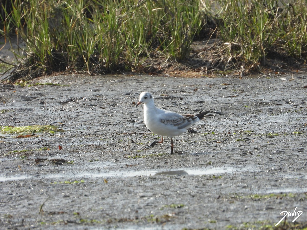Black-headed Gull - ML640373119