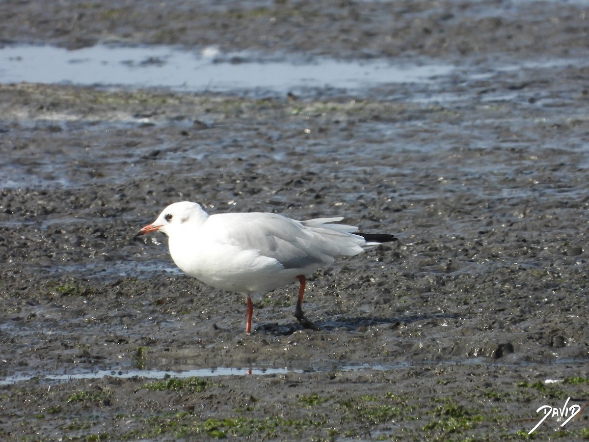 Black-headed Gull - ML640373134