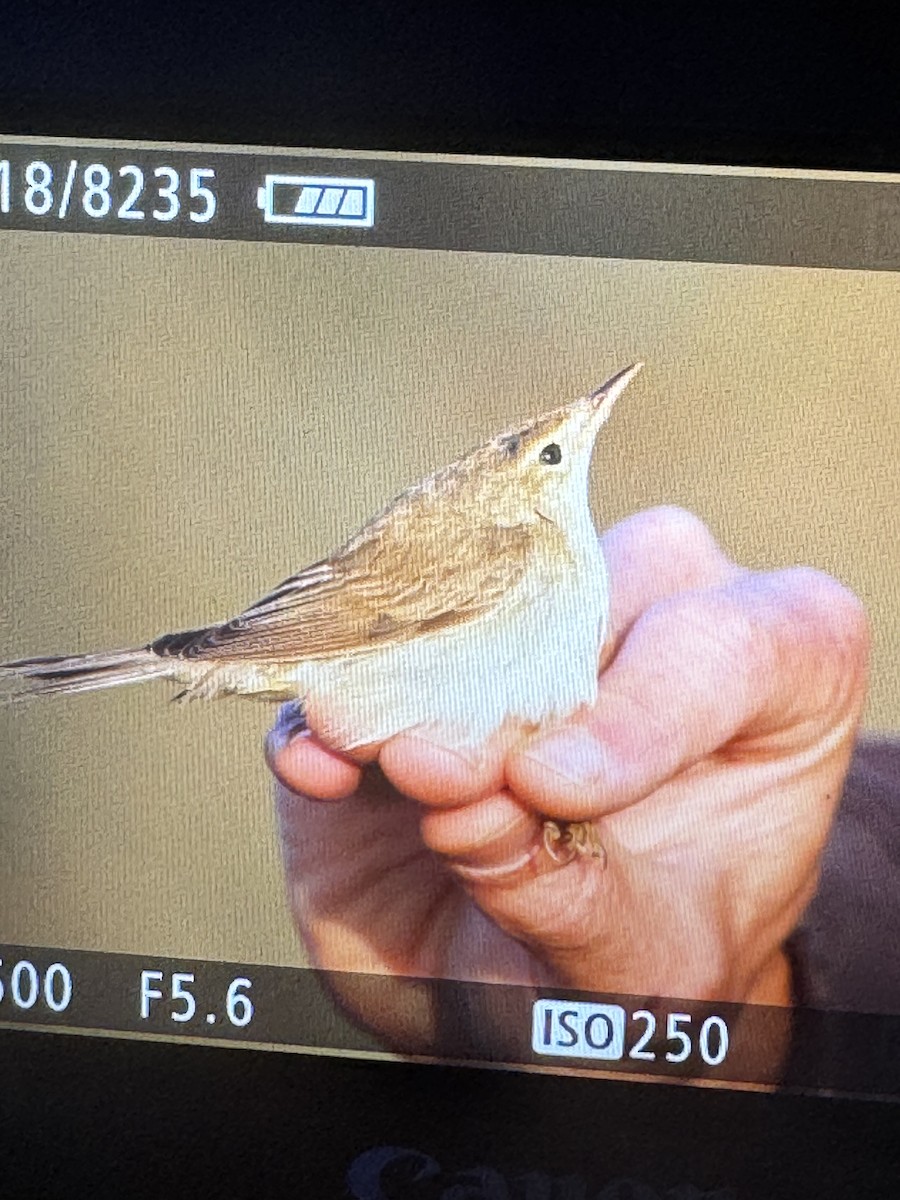 Marsh Warbler - ML640373151