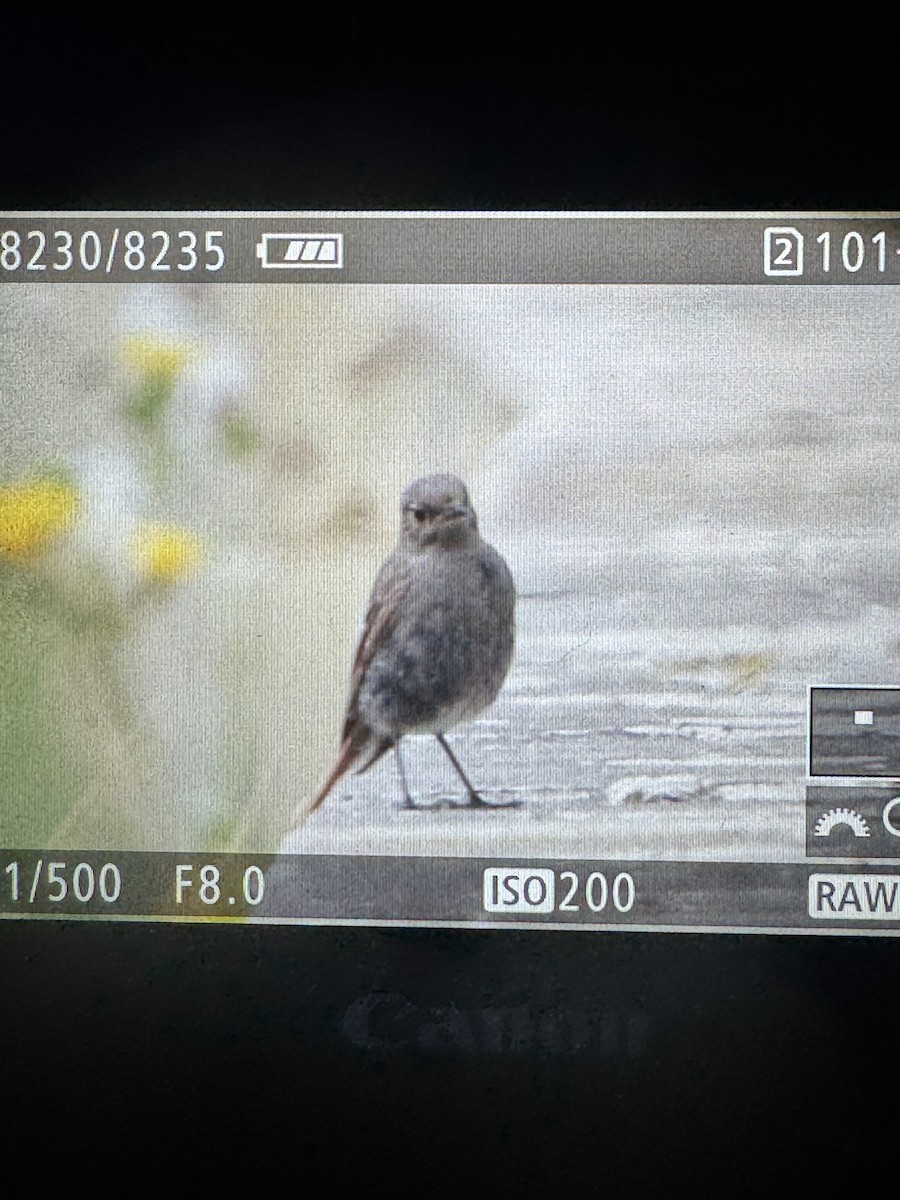 Black Redstart - ML640373156