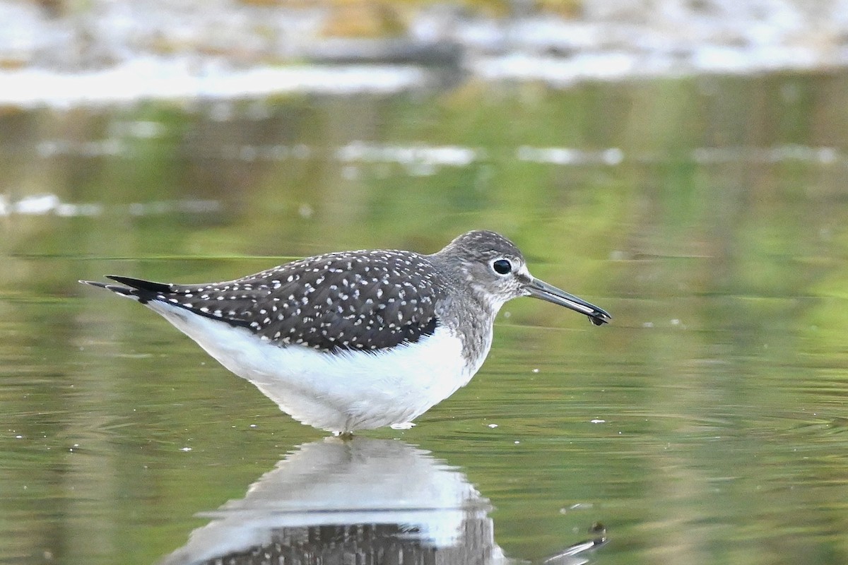 Solitary Sandpiper - ML640373181