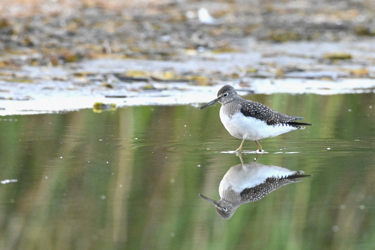 Solitary Sandpiper - ML640373188