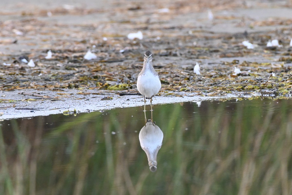 Solitary Sandpiper - ML640373197