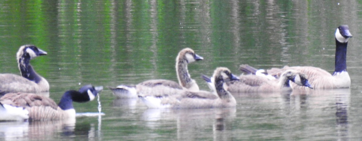 Canada Goose - ML640373199