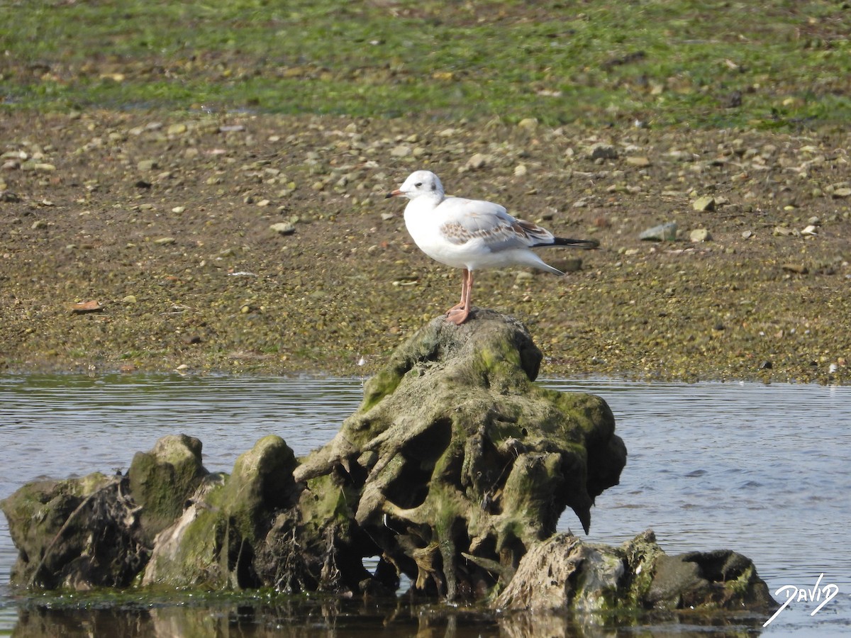 Black-headed Gull - ML640373206