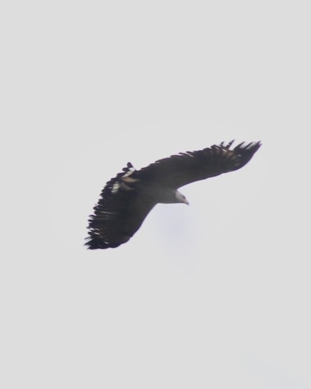 Chaco Eagle - ML640373207