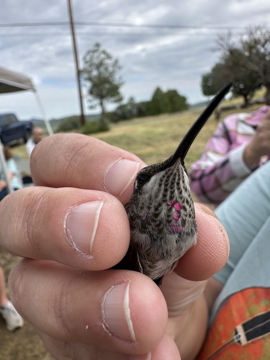 Ruby-throated x Black-chinned Hummingbird (hybrid) - ML640373212