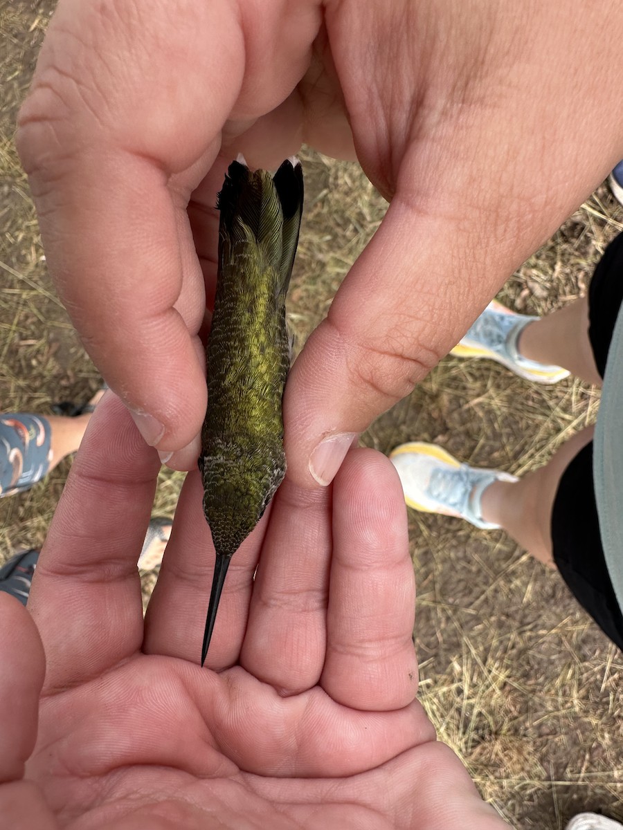 Ruby-throated x Black-chinned Hummingbird (hybrid) - ML640373213