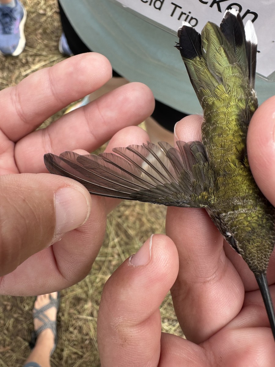 Ruby-throated x Black-chinned Hummingbird (hybrid) - ML640373214