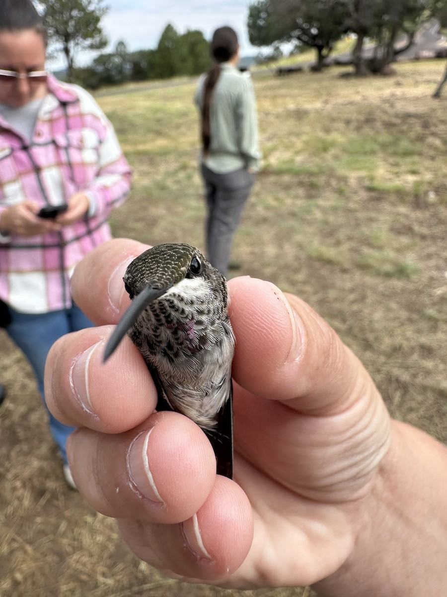Ruby-throated x Black-chinned Hummingbird (hybrid) - ML640373215