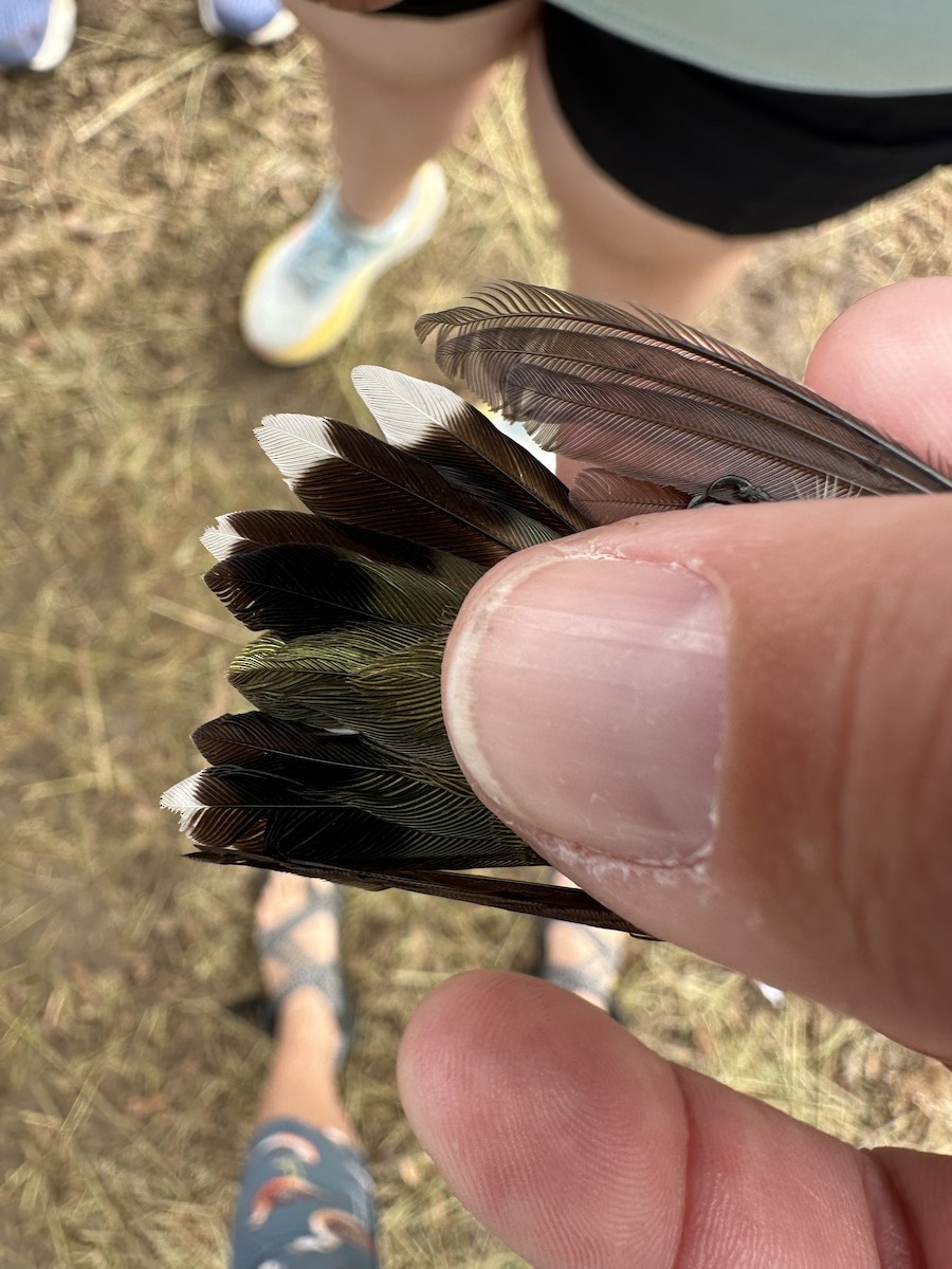 Ruby-throated x Black-chinned Hummingbird (hybrid) - ML640373216