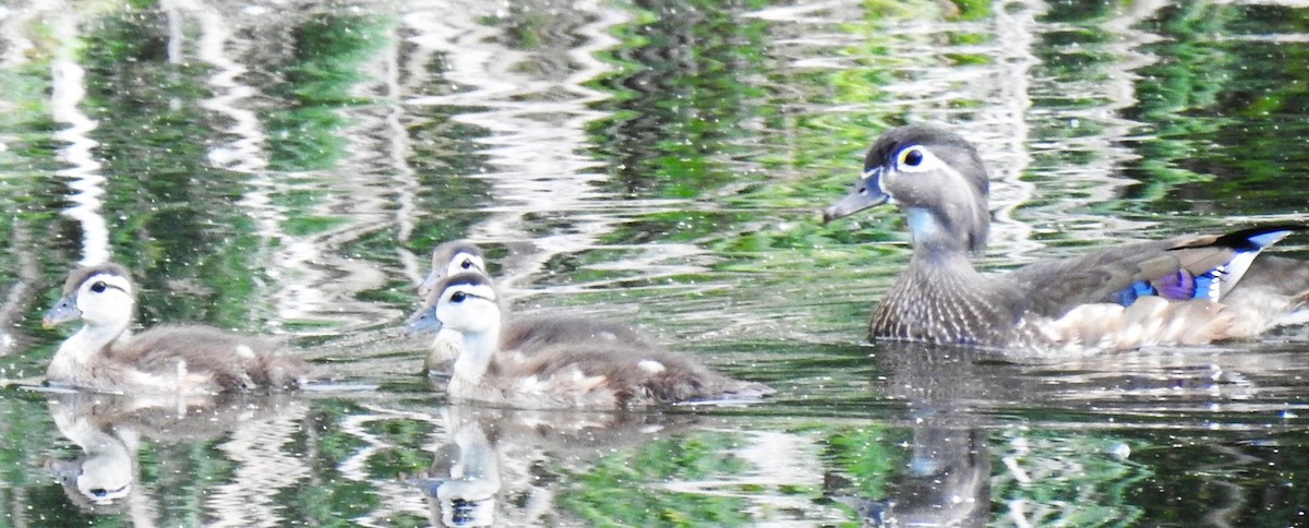 Wood Duck - ML640373245