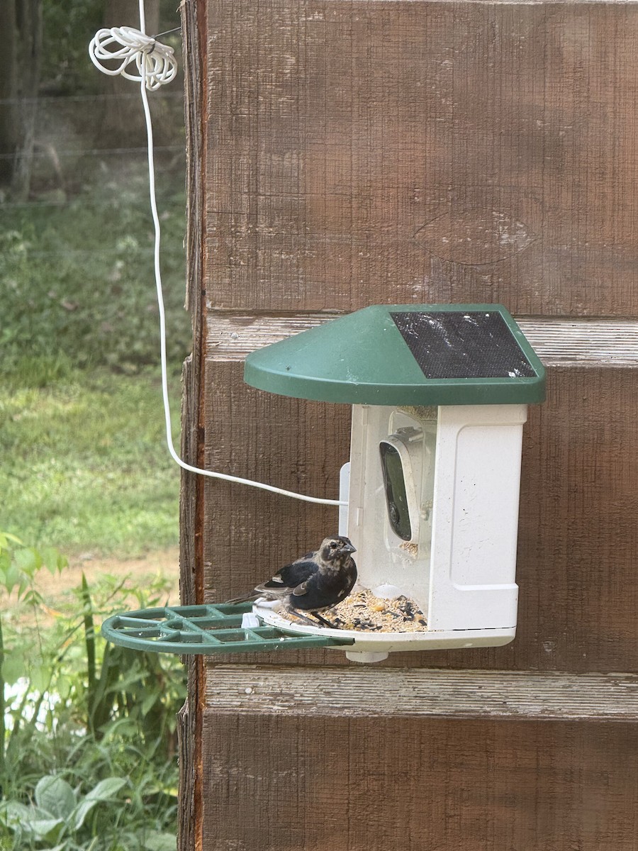 Brown-headed Cowbird - ML640373268