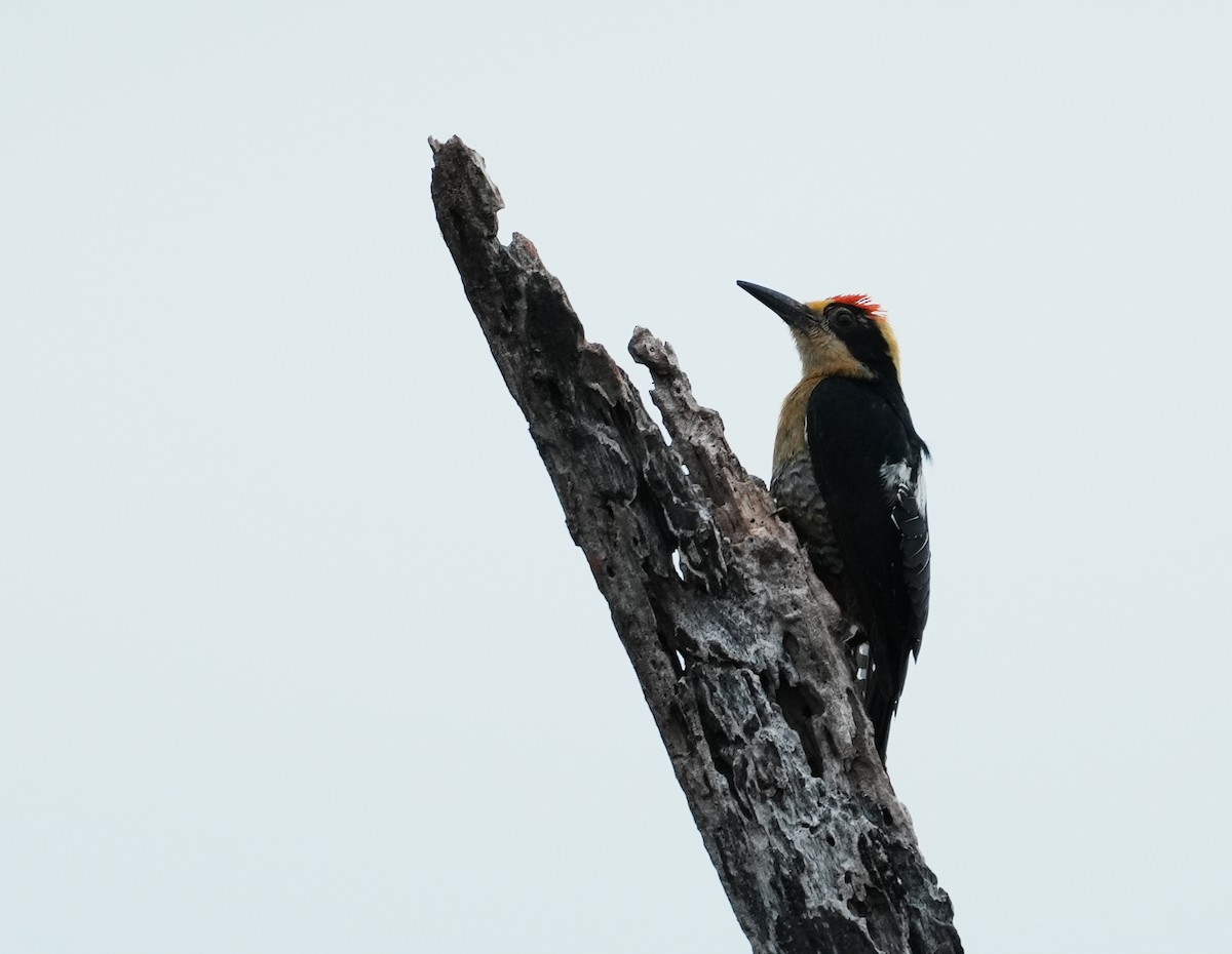 Golden-naped Woodpecker - ML640373297