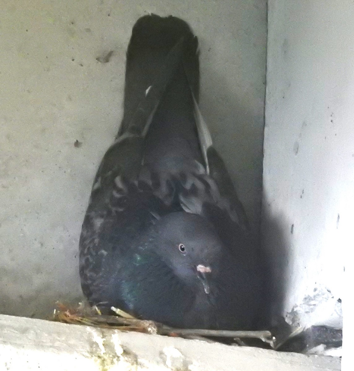 Rock Pigeon (Feral Pigeon) - ML640373298