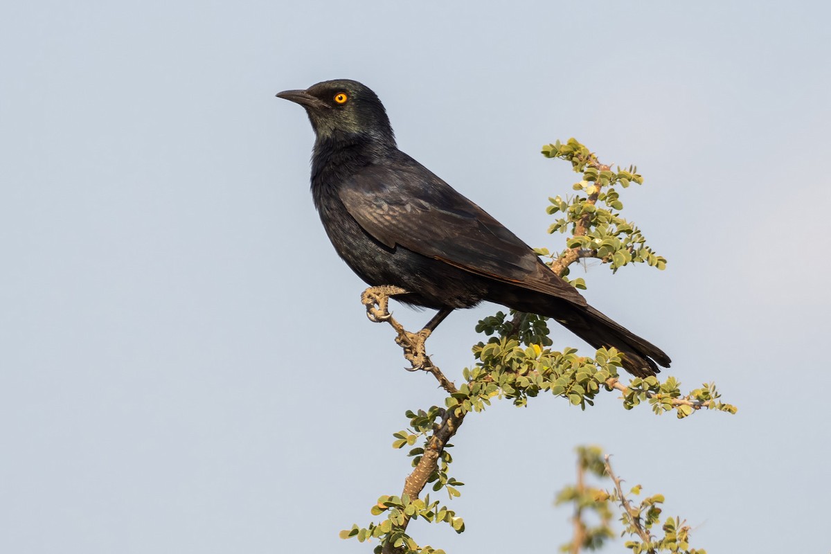 Pale-winged Starling - ML640373304