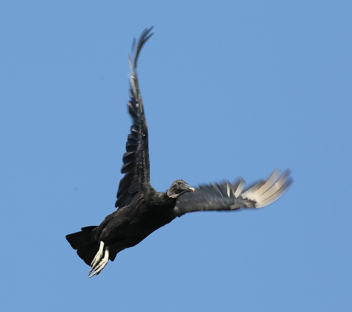 Urubu noir - ML640373339