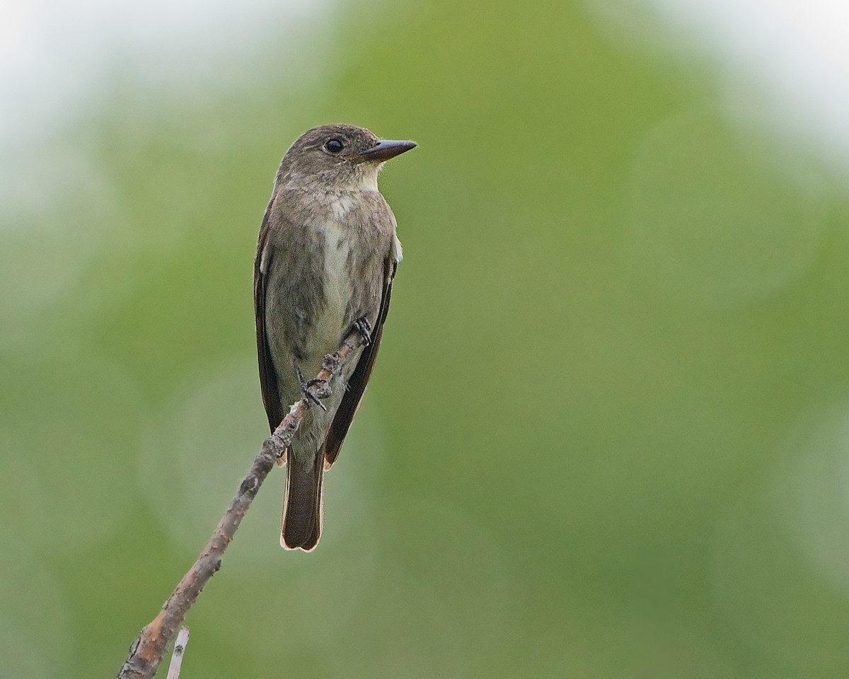 Olive-sided Flycatcher - ML640373353