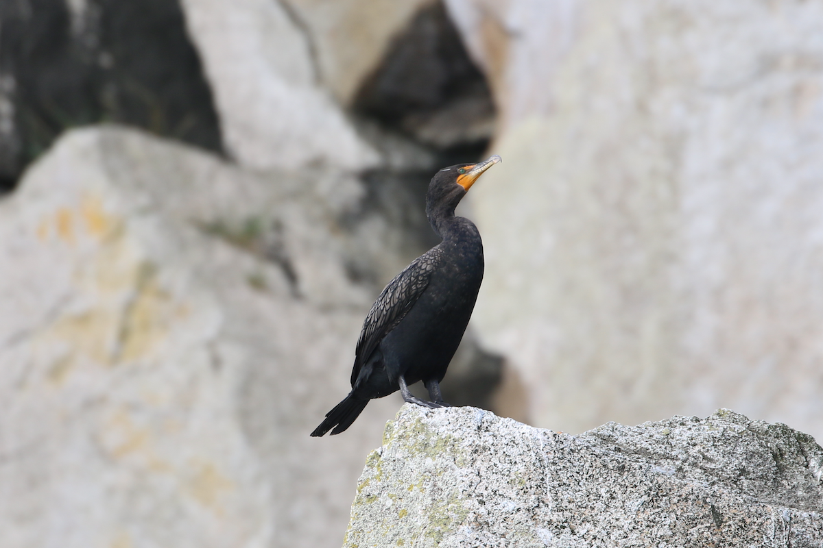 Double-crested Cormorant - ML640373359