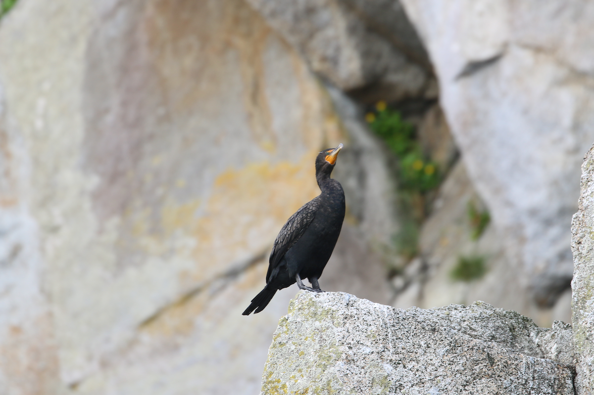 Double-crested Cormorant - ML640373360