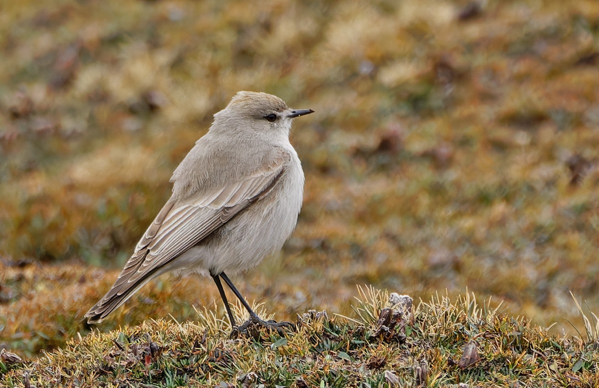 Puna Ground-Tyrant - ML640373365