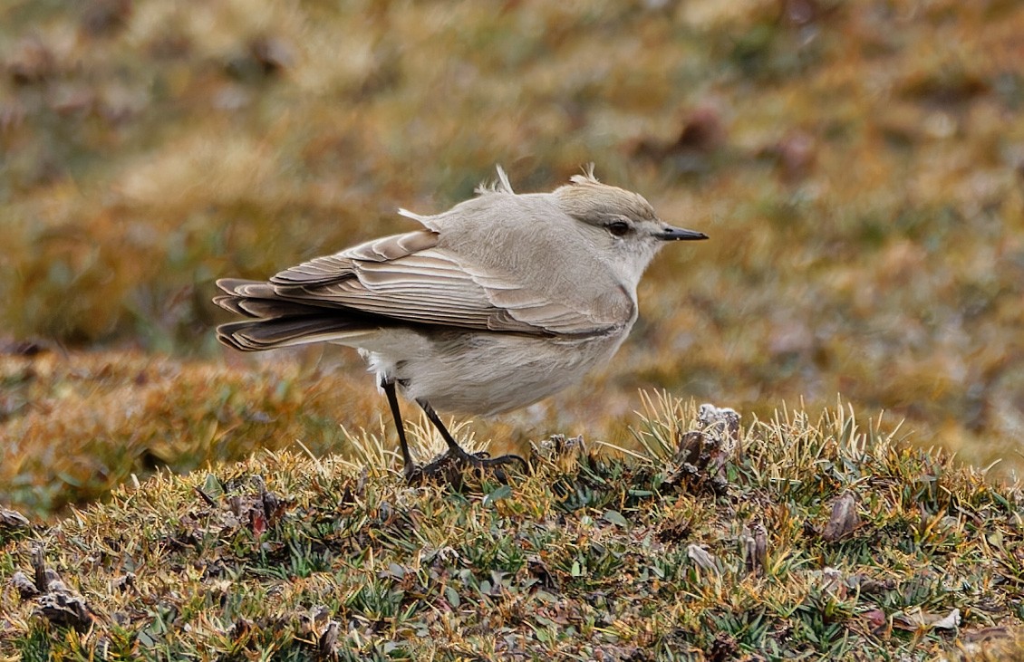Puna Ground-Tyrant - ML640373366