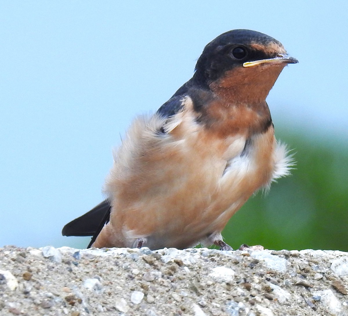 Barn Swallow (American) - ML640373387