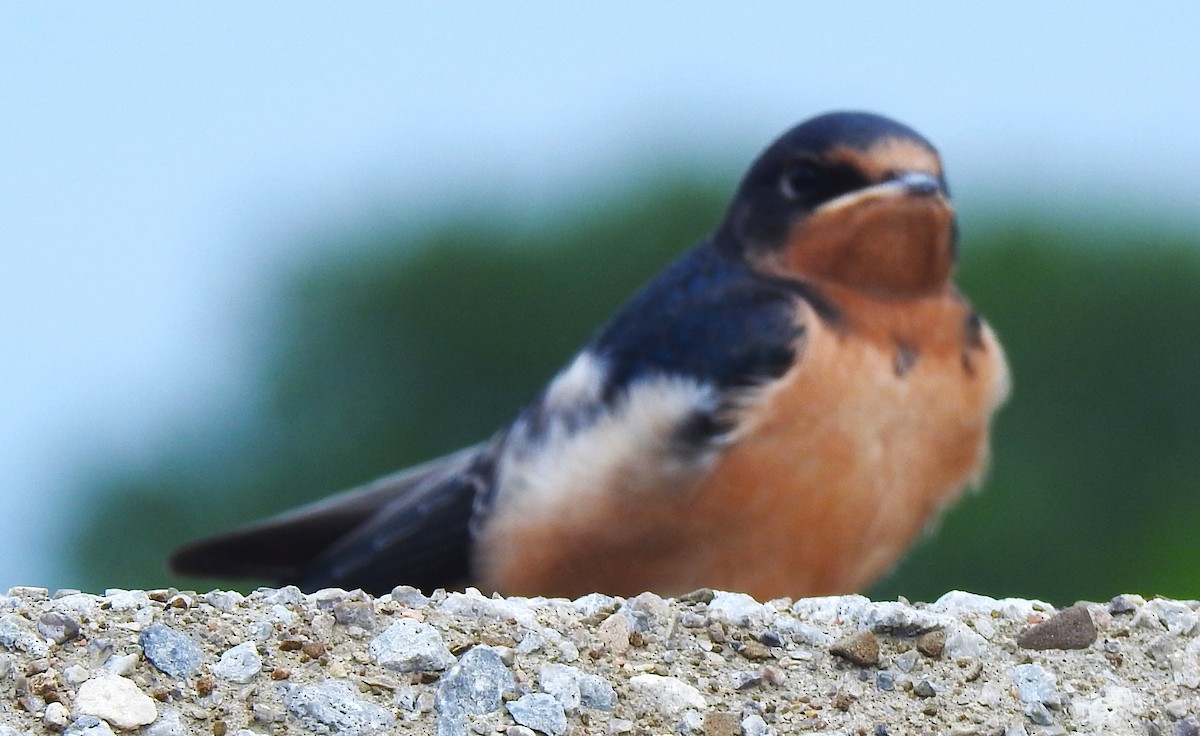Barn Swallow (American) - ML640373388