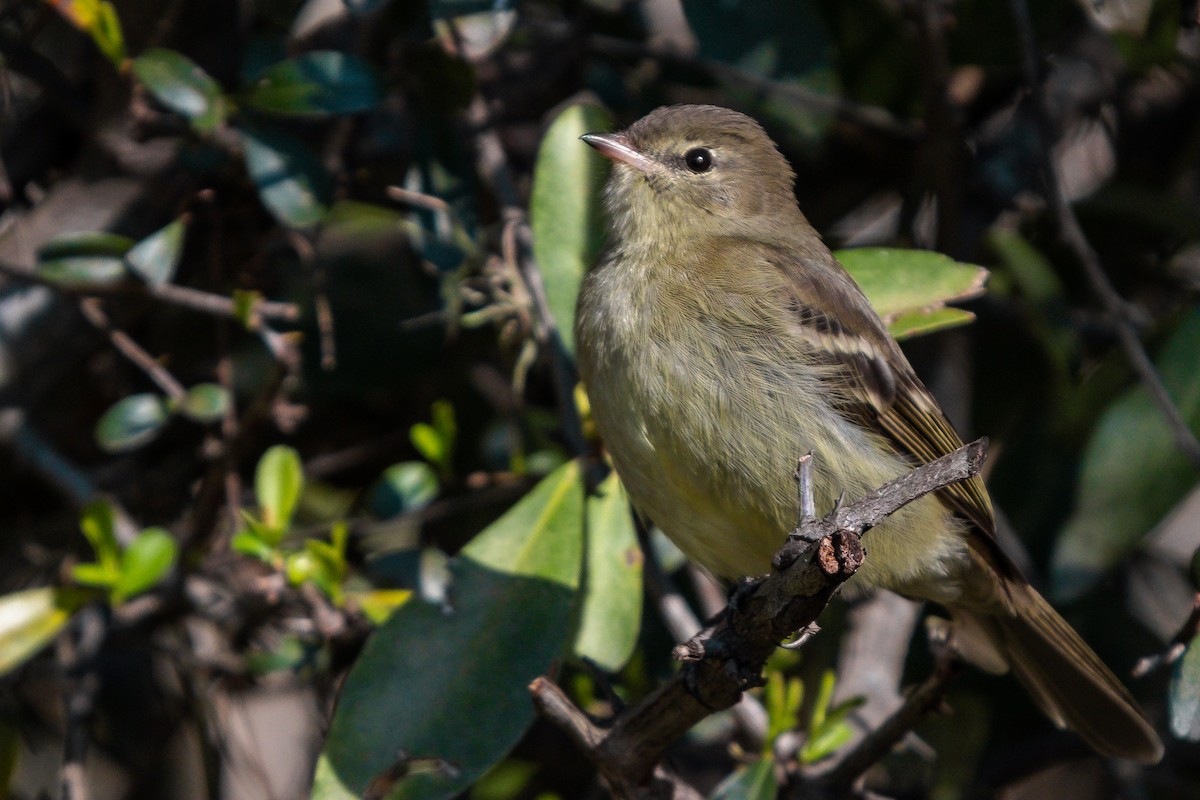 Highland Elaenia - ML640373419