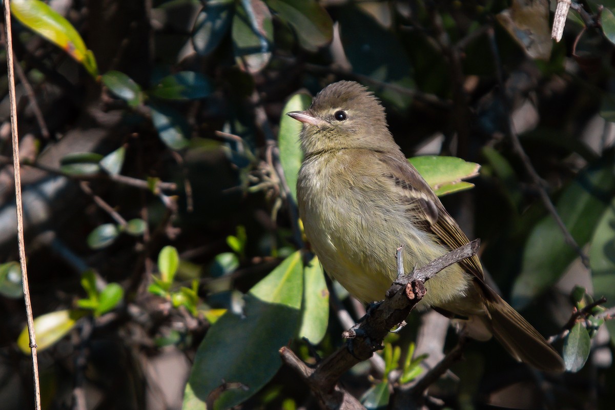 Highland Elaenia - ML640373420