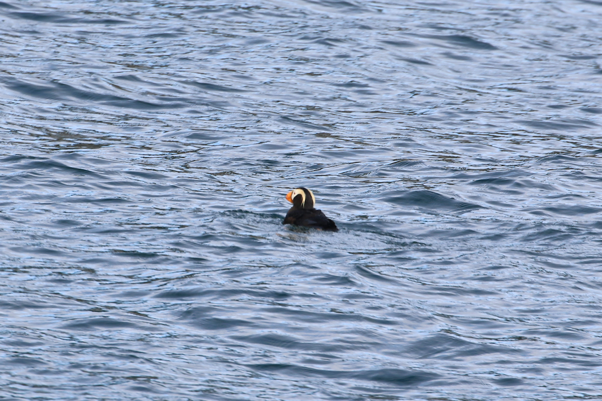 Tufted Puffin - ML640373422