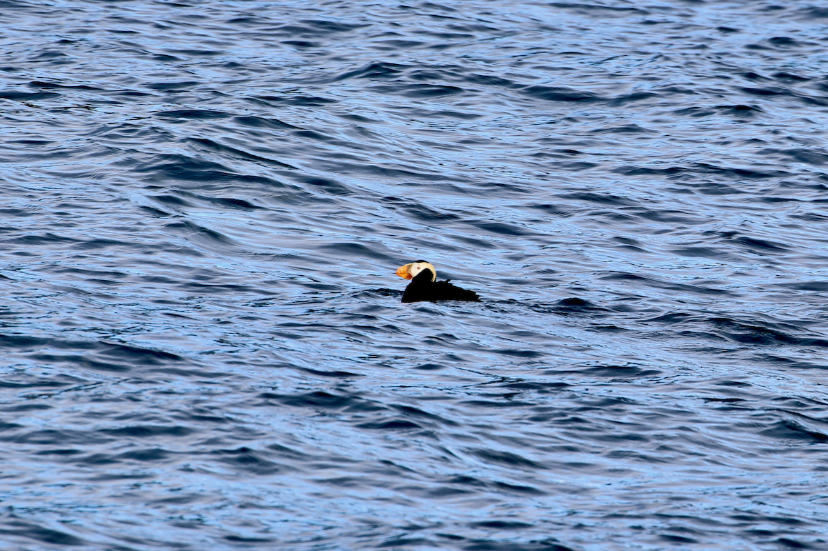 Tufted Puffin - ML640373423
