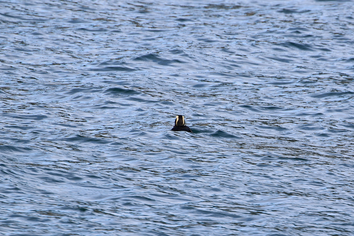 Tufted Puffin - ML640373424