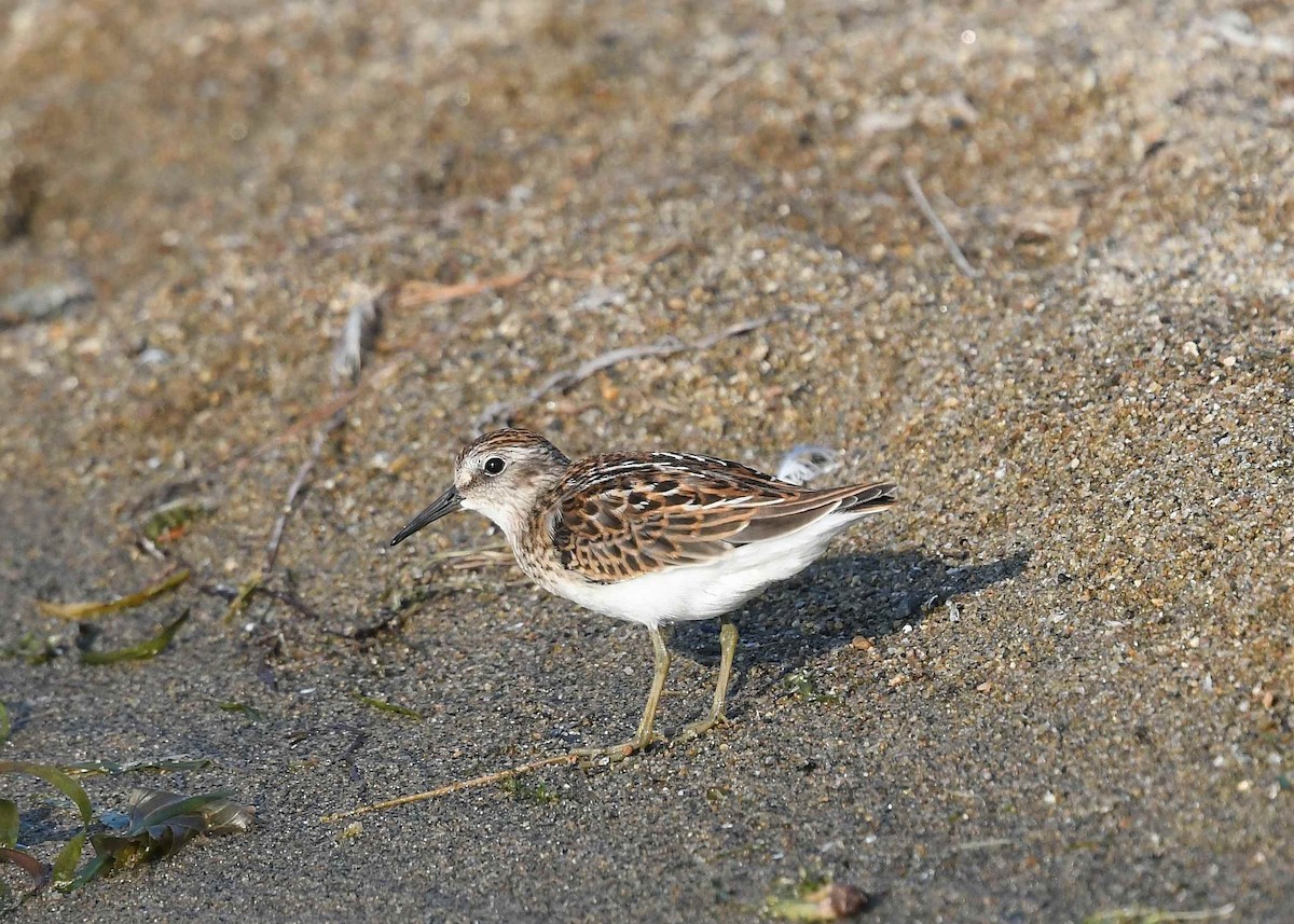 Least Sandpiper - ML640373429