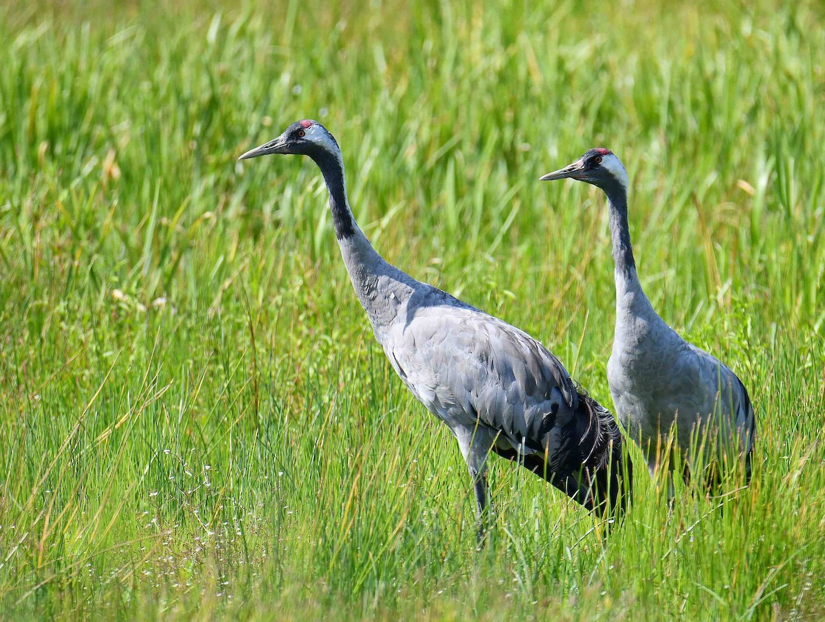 Common Crane - ML640373447