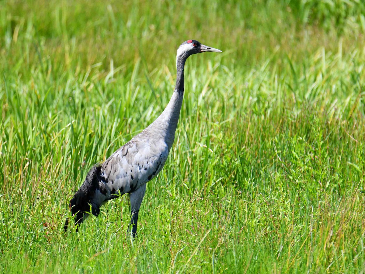 Common Crane - ML640373448