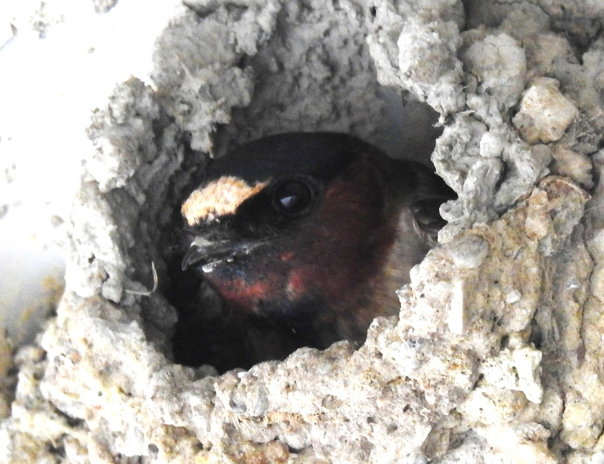 Cliff Swallow (pyrrhonota Group) - ML640373449
