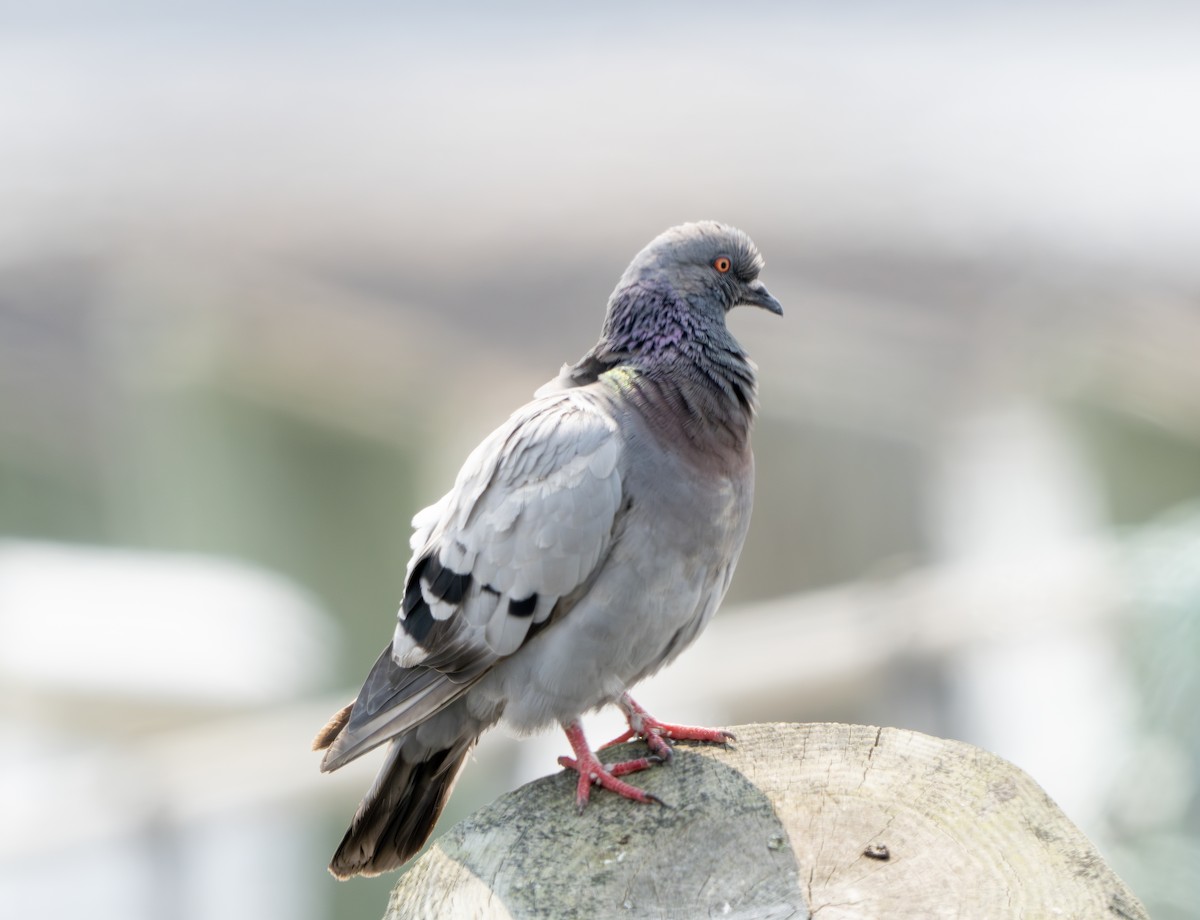Rock Pigeon (Feral Pigeon) - ML640373537