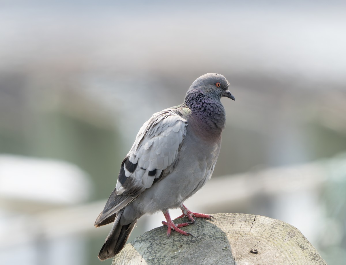 Rock Pigeon (Feral Pigeon) - ML640373538